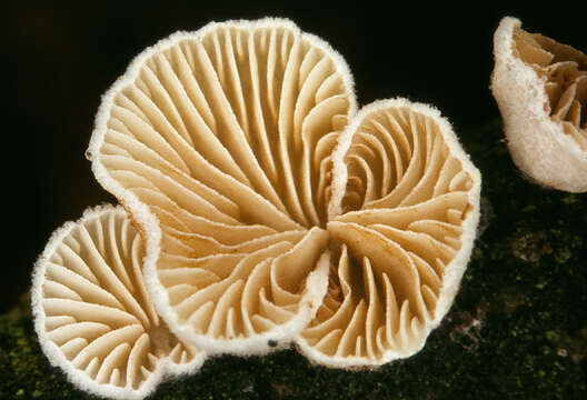 Image of Crepidotus cesatii (Rabenh.) Sacc. 1877