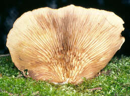 Image of Crepidotus mollis (Schaeff.) Staude 1857