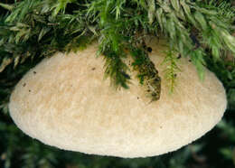 Image of Crepidotus mollis (Schaeff.) Staude 1857