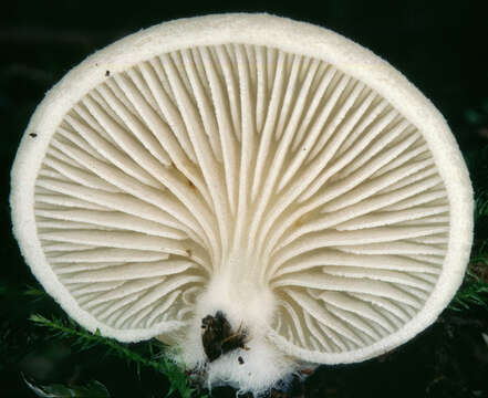 Image of Crepidotus mollis (Schaeff.) Staude 1857