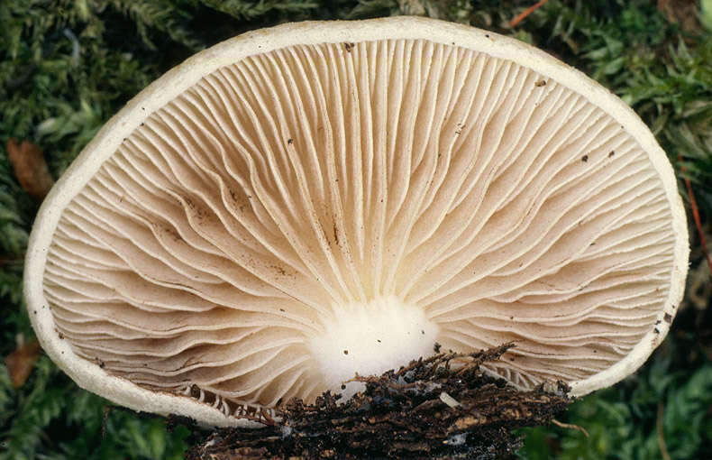 Image of Crepidotus mollis (Schaeff.) Staude 1857