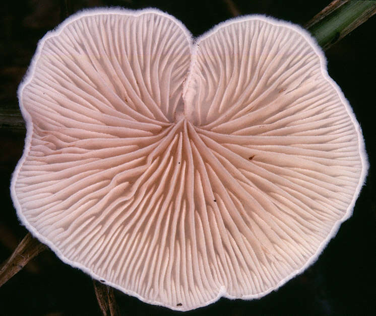 Image of Crepidotus variabilis (Pers.) P. Kumm. 1871