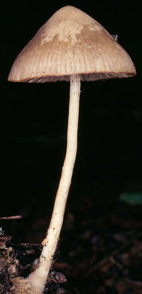 Image de Psathyrella fusca (J. E. Lange) A. Pearson 1952