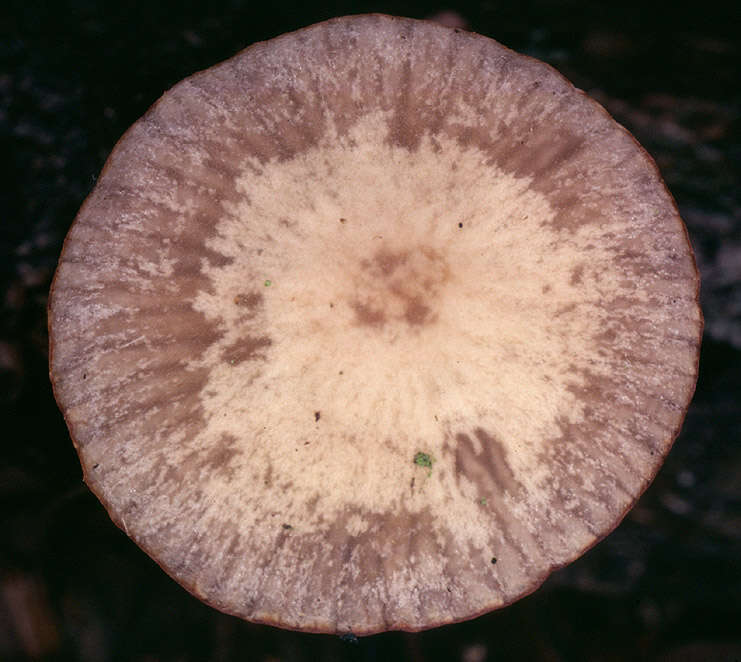 Image de Psathyrella fusca (J. E. Lange) A. Pearson 1952