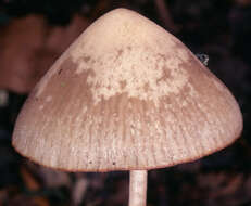 Image de Psathyrella fusca (J. E. Lange) A. Pearson 1952