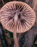 Psathyrella fusca (J. E. Lange) A. Pearson 1952的圖片