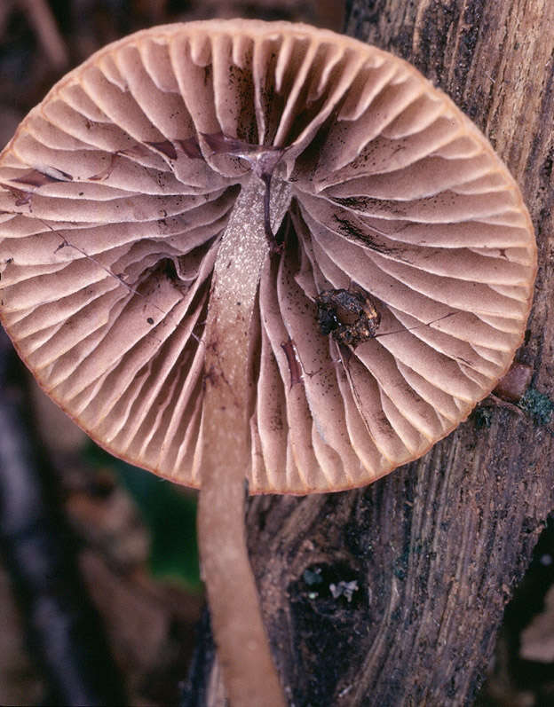 Image de Psathyrella fusca (J. E. Lange) A. Pearson 1952