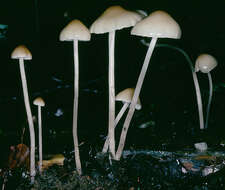 Image of Psathyrella corrugis (Pers.) Konrad & Maubl. 1949