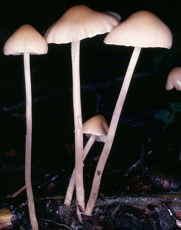 Image of Psathyrella corrugis (Pers.) Konrad & Maubl. 1949