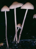 Image of Psathyrella corrugis (Pers.) Konrad & Maubl. 1949