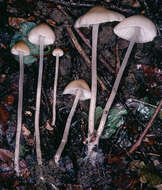 Image of Psathyrella corrugis (Pers.) Konrad & Maubl. 1949