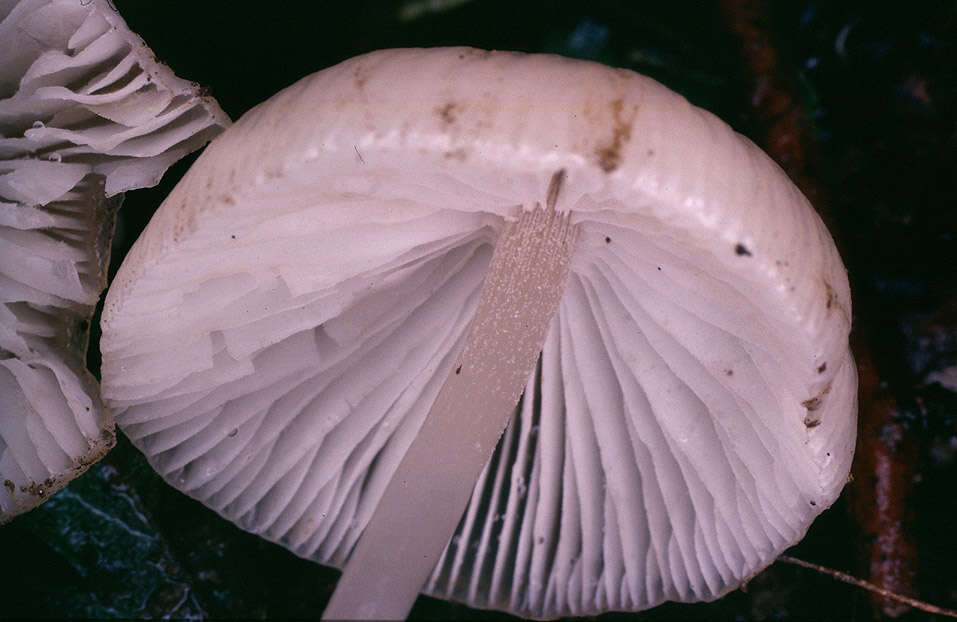 Image of Psathyrella corrugis (Pers.) Konrad & Maubl. 1949