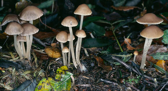 Image of Psathyrella microrhiza (Lasch) Konrad & Maubl. 1949