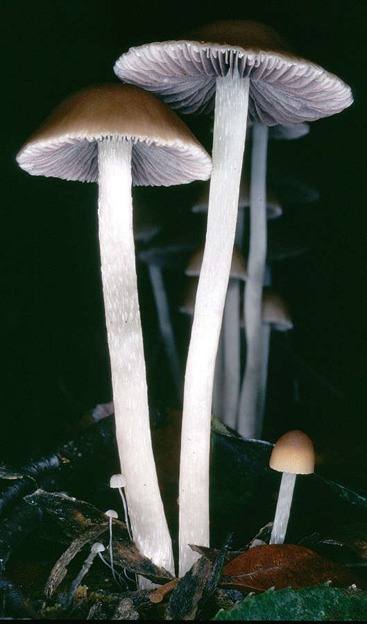 Image of Psathyrella microrhiza (Lasch) Konrad & Maubl. 1949
