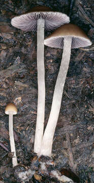 Image of Psathyrella microrhiza (Lasch) Konrad & Maubl. 1949