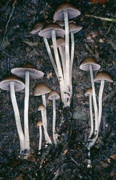 Image de Psathyrella microrhiza (Lasch) Konrad & Maubl. 1949