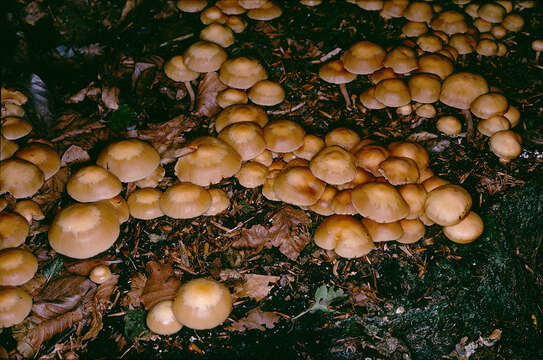 Image of sheathed woodtuft