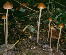 Image of Psathyrella microrhiza (Lasch) Konrad & Maubl. 1949