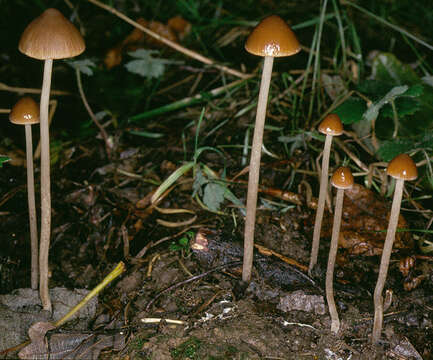 Image de Psathyrella microrhiza (Lasch) Konrad & Maubl. 1949