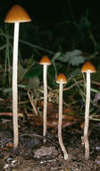 Image of Psathyrella microrhiza (Lasch) Konrad & Maubl. 1949