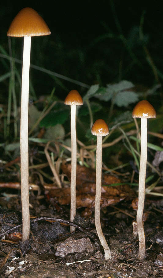 Image de Psathyrella microrhiza (Lasch) Konrad & Maubl. 1949