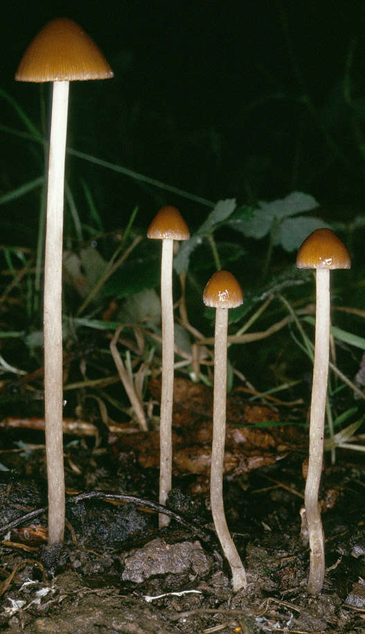 Image of Psathyrella microrhiza (Lasch) Konrad & Maubl. 1949