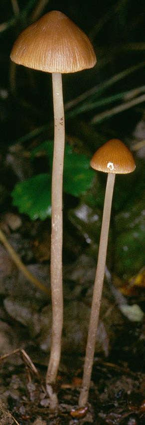 Image of Psathyrella microrhiza (Lasch) Konrad & Maubl. 1949