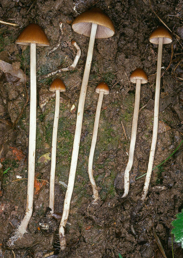 Image of Psathyrella microrhiza (Lasch) Konrad & Maubl. 1949