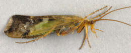 Image of Limnephilus lunatus Curtis 1834