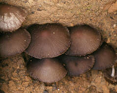 Image of Psathyrella lutensis (Romagn.) Bon 1983