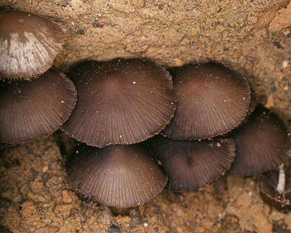 Image de Psathyrella lutensis (Romagn.) Bon 1983