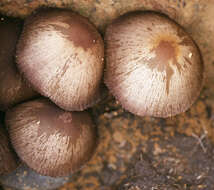 Image of Psathyrella lutensis (Romagn.) Bon 1983