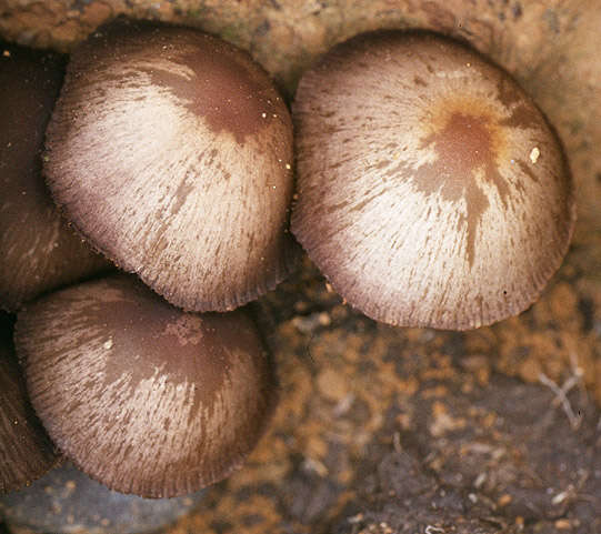 Image de Psathyrella lutensis (Romagn.) Bon 1983
