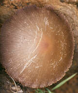 Image de Psathyrella lutensis (Romagn.) Bon 1983