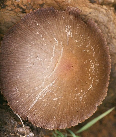 Image of Psathyrella lutensis (Romagn.) Bon 1983