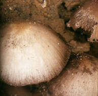 Image de Psathyrella lutensis (Romagn.) Bon 1983