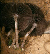 Image of Psathyrella lutensis (Romagn.) Bon 1983