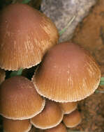 Image of Psathyrella lutensis (Romagn.) Bon 1983