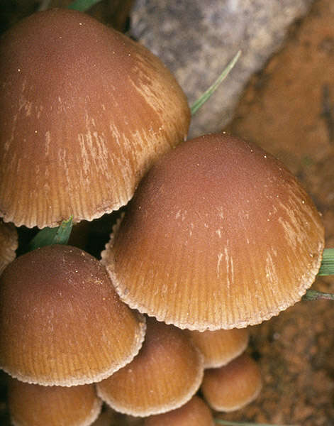 Image of Psathyrella lutensis (Romagn.) Bon 1983