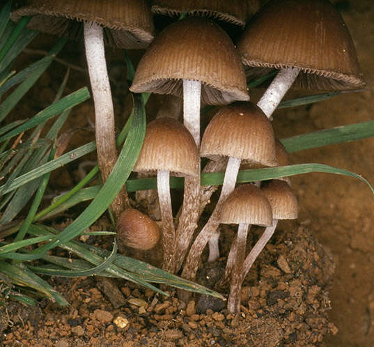 Image of Psathyrella lutensis (Romagn.) Bon 1983