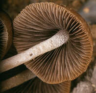 Image of Psathyrella lutensis (Romagn.) Bon 1983