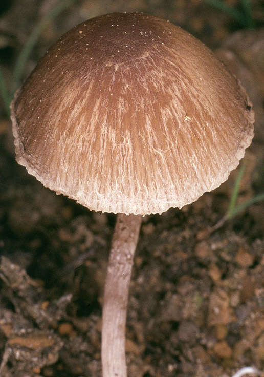 Image of Psathyrella lutensis (Romagn.) Bon 1983