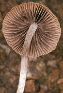 Image of Psathyrella lutensis (Romagn.) Bon 1983