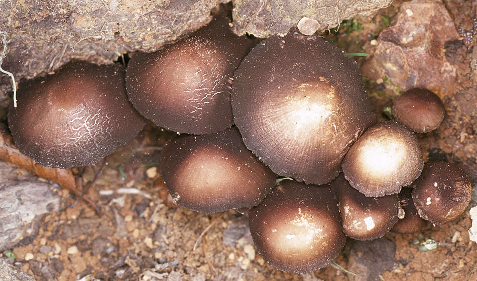 Image of Psathyrella lutensis (Romagn.) Bon 1983