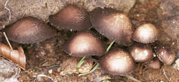 Image of Psathyrella lutensis (Romagn.) Bon 1983