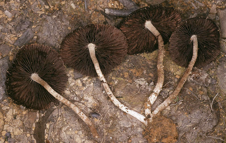 Image of Psathyrella lutensis (Romagn.) Bon 1983