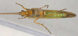 Image of Limnephilus lunatus Curtis 1834