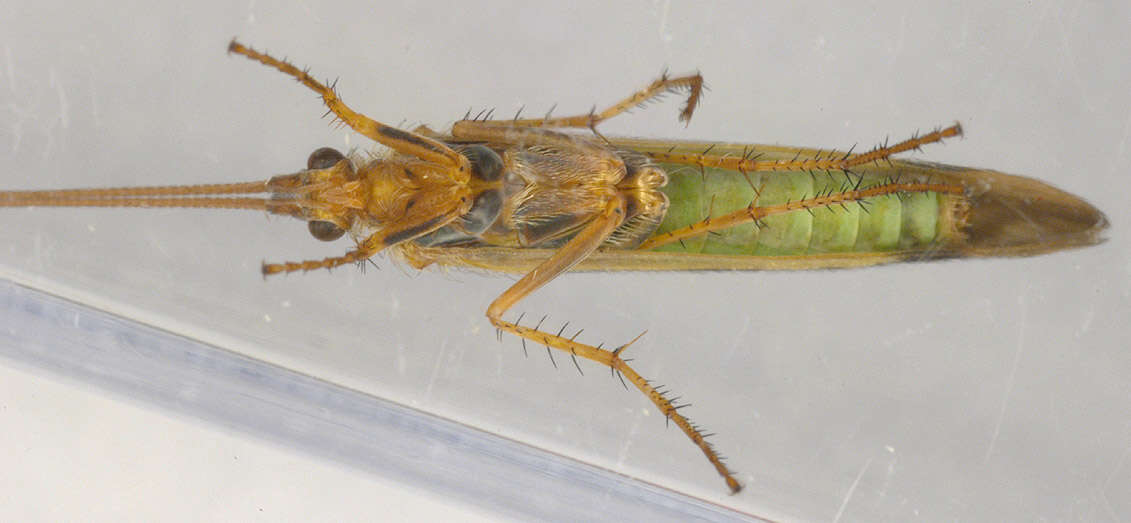 Image of Limnephilus lunatus Curtis 1834