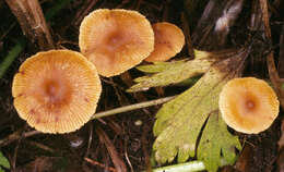 Image of Galerina salicicola P. D. Orton 1960