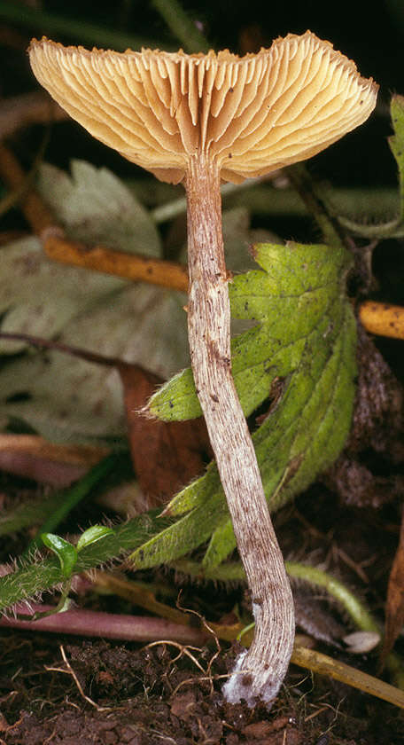 Image of Galerina salicicola P. D. Orton 1960
